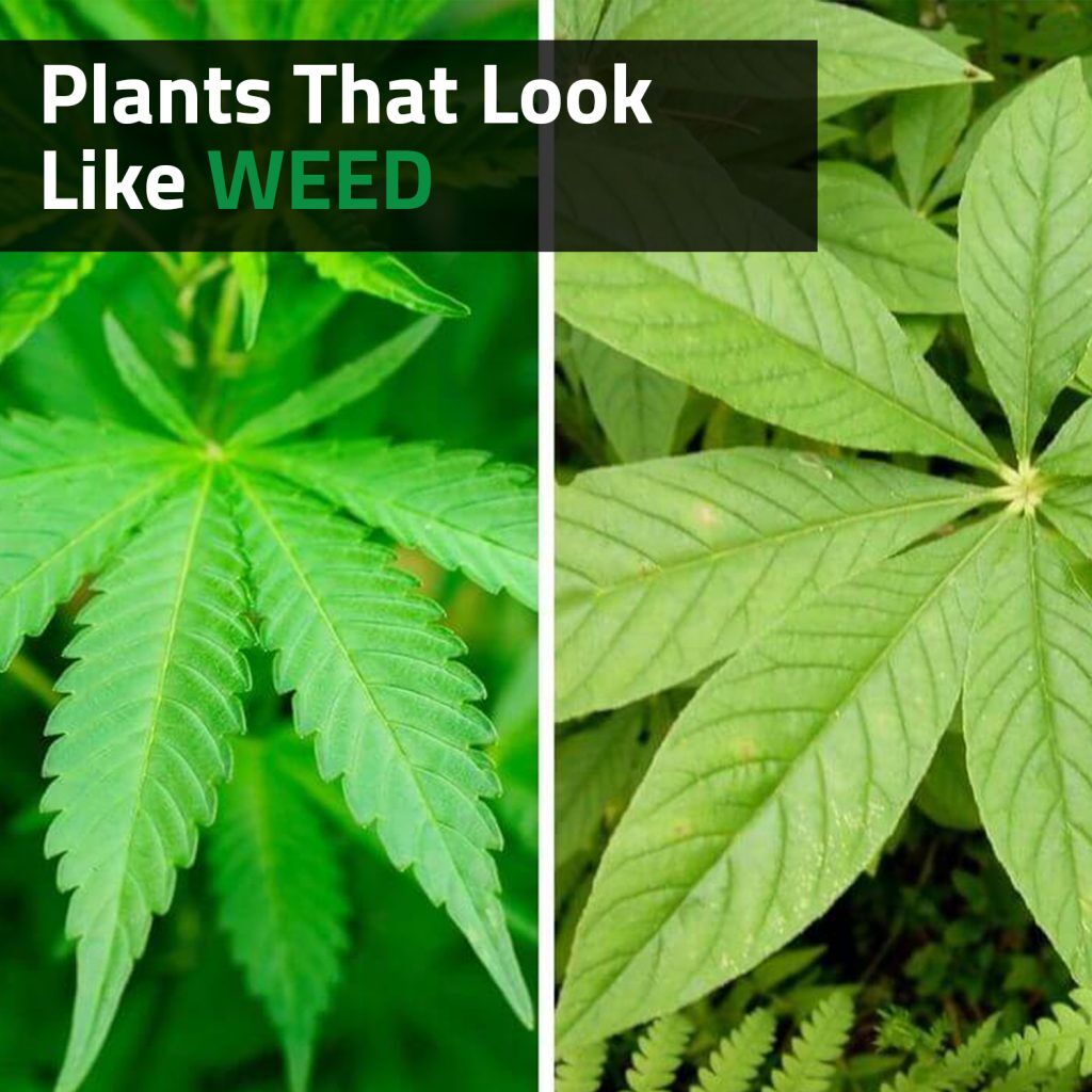 weed that looks like tobacco Is this a weed? : r/gardening 32 Common Types of Weeds