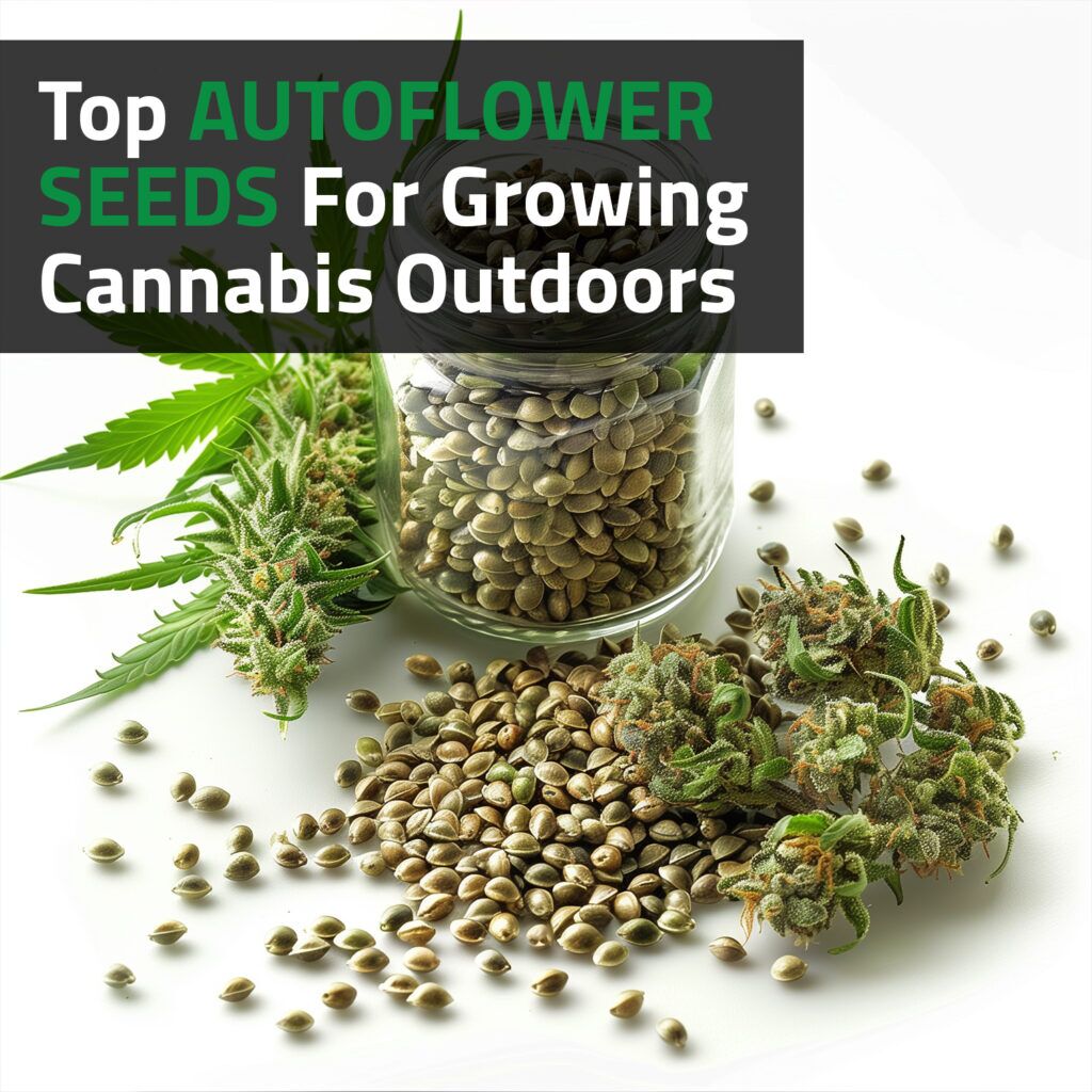 Top Autoflower Seeds For Growing Cannabis Outdoors