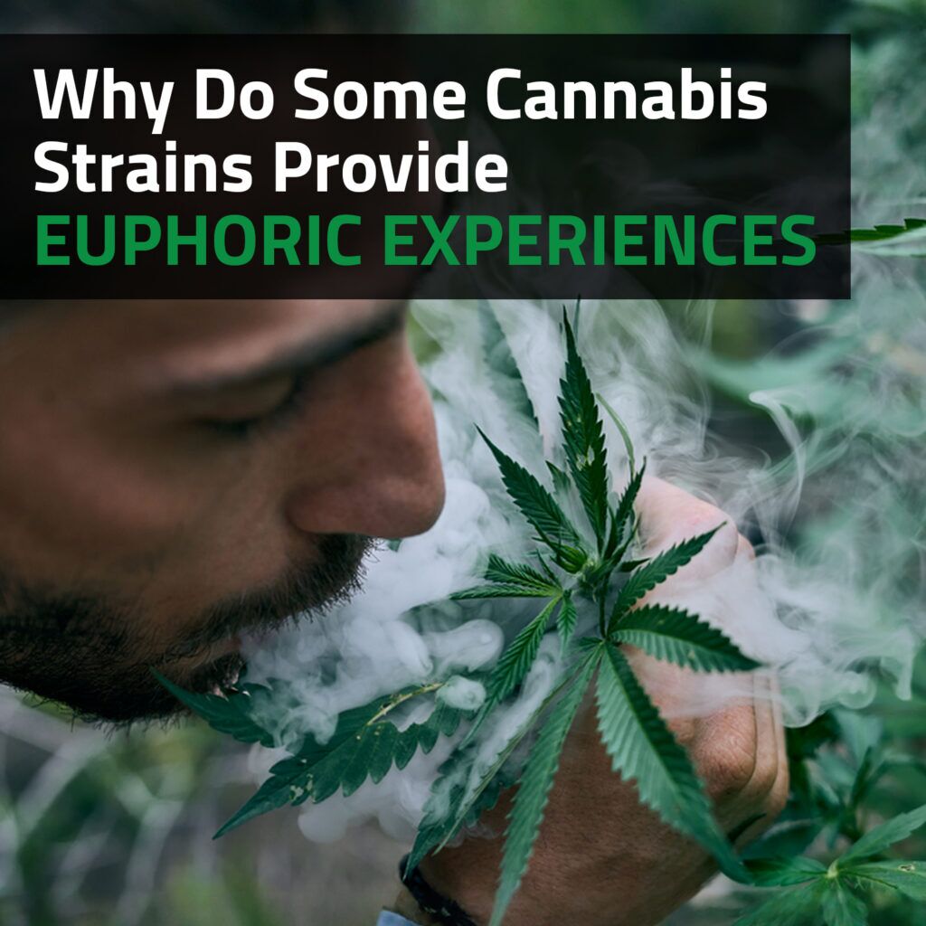 Why Do Some Cannabis Strains Provide Euphoric Experiences?