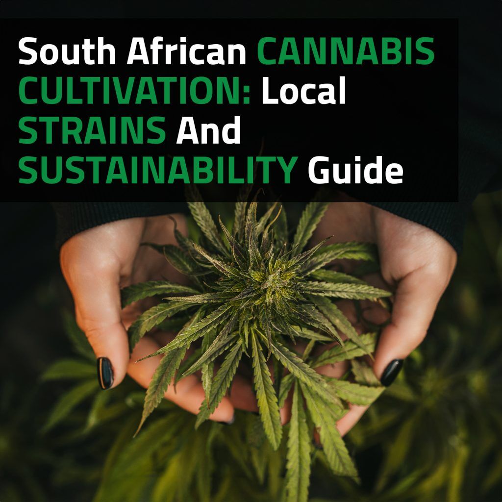 South African Cannabis Cultivation: Local Strains And Sustainability Guide
